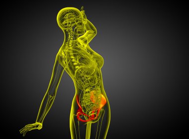 Leğen kemiğin 3D render Medikal illüstrasyon 