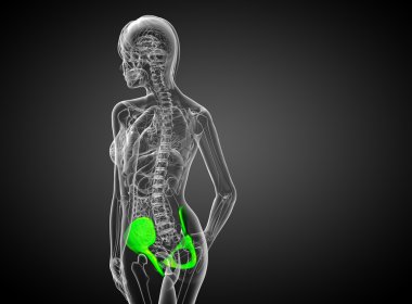 Leğen kemiğin 3D render Medikal illüstrasyon 