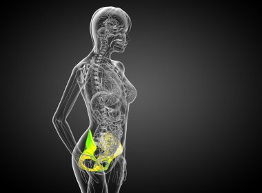 Leğen kemiğin 3D render Medikal illüstrasyon 