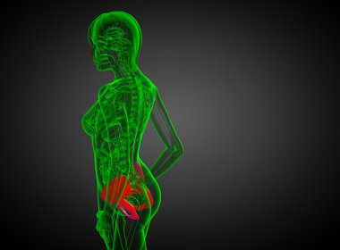 Leğen kemiğin 3D render Medikal illüstrasyon 