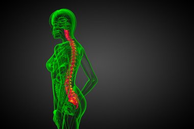 İnsan omurgasının 3 boyutlu tıbbi çizimi 