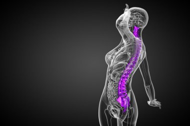 İnsan omurgasının 3 boyutlu tıbbi çizimi 