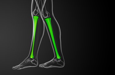 3D render Medikal illüstrasyon tibia kemik 