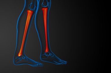 3D render Medikal illüstrasyon tibia kemik 