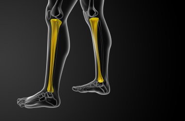 3D render Medikal illüstrasyon tibia kemik 