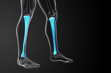 3D render Medikal illüstrasyon tibia kemik 