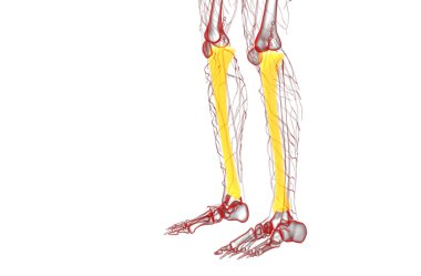 3D render Medikal illüstrasyon tibia kemik 