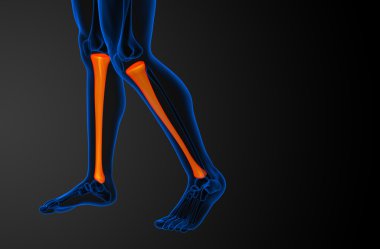 3D render Medikal illüstrasyon tibia kemik 