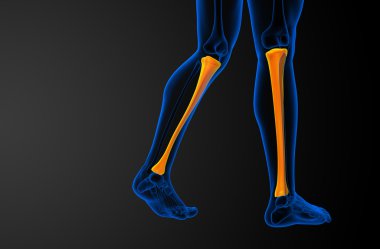 3D render Medikal illüstrasyon tibia kemik 