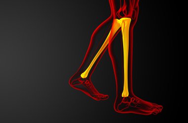 3D render Medikal illüstrasyon tibia kemik 