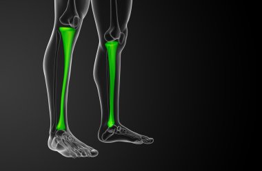 3D render Medikal illüstrasyon tibia kemik 