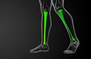 3D render Medikal illüstrasyon tibia kemik 