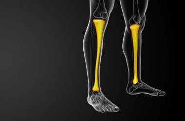 3D render Medikal illüstrasyon tibia kemik 