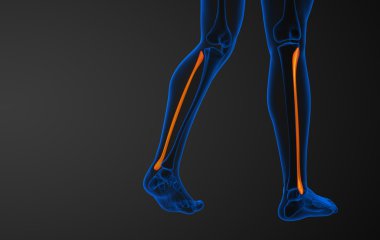 Kaval kemiğin işlenmiş illüstrasyon 