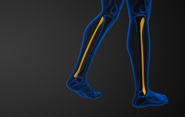 Kaval kemiğin işlenmiş illüstrasyon 