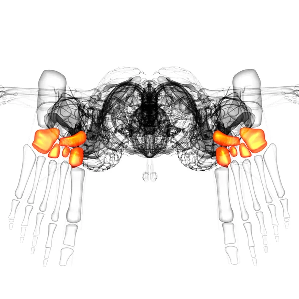 3D göra medicinsk illustration av midfoot ben — Stockfoto