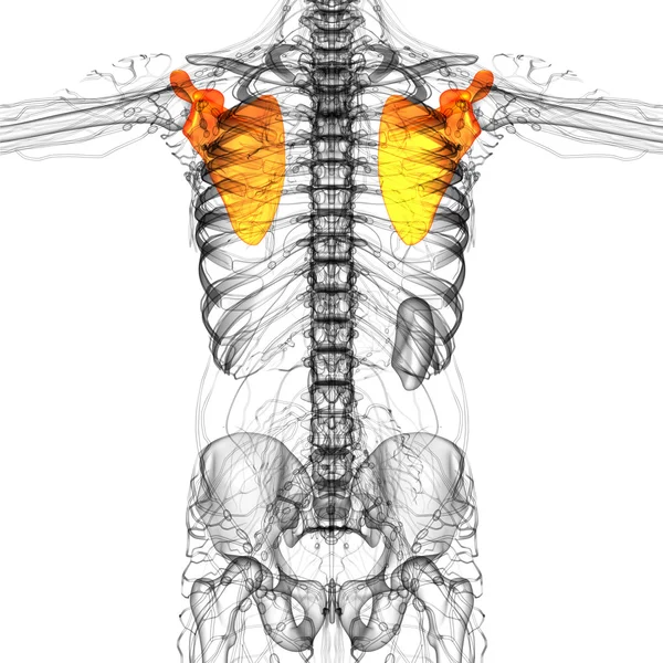 견 갑 골 뼈의 3 차원 렌더링 의료 일러스트 — 스톡 사진