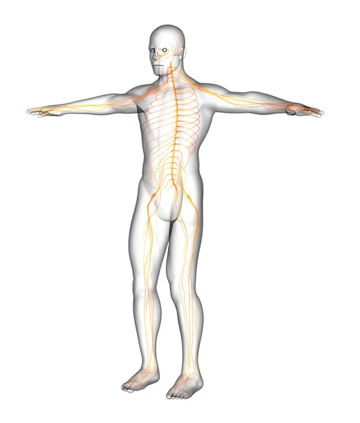 3d rendre illustration médicale du système nerveux — Photo