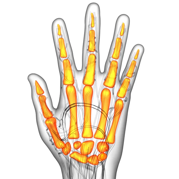 3D vykreslování obrázku kostra ruky — Stock fotografie
