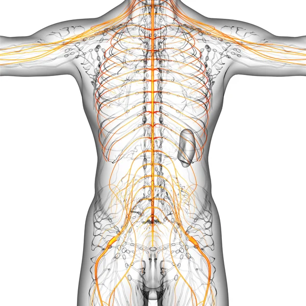 3D göra medicinsk illustration av nervsystem — Stockfoto