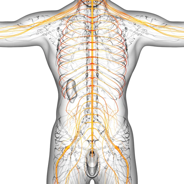 3D göra medicinsk illustration av nervsystem — Stockfoto