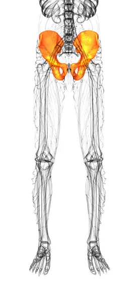 3d rendre illustration médicale de l'os du bassin — Photo