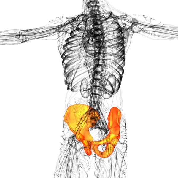 3d hacer ilustración médica del hueso de la pelvis —  Fotos de Stock