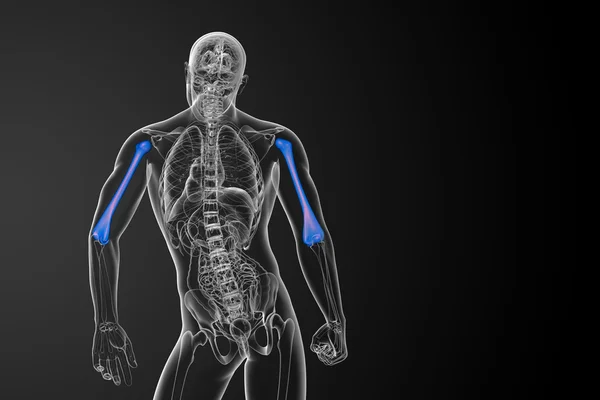 3d rendere medico 3d illustrazione dell'osso omero — Foto Stock