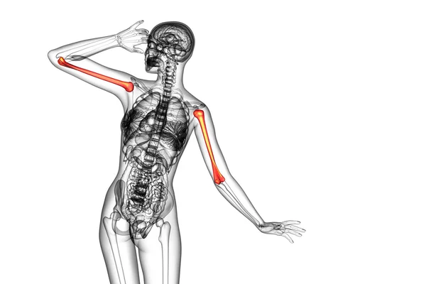 3d render medical 3d illustration of the humerus bone — Stock Photo, Image