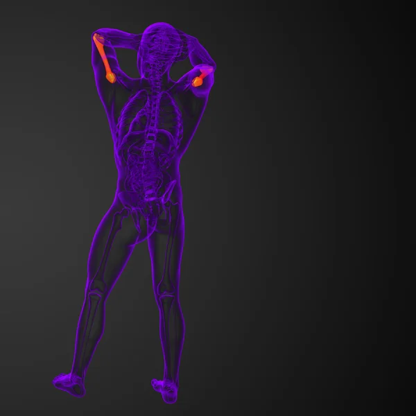 3d render medical 3d illustration of the humerus bone — Stock Photo, Image