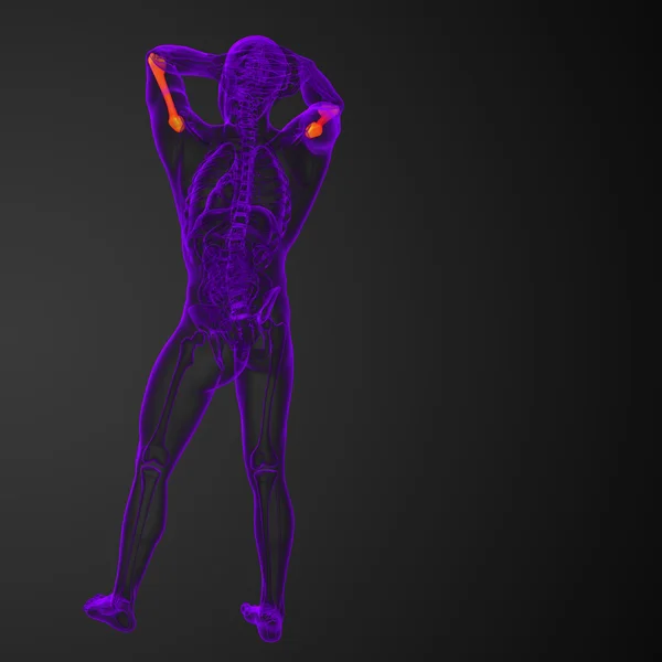 3d 渲染肱骨骨医学三维图 — 图库照片