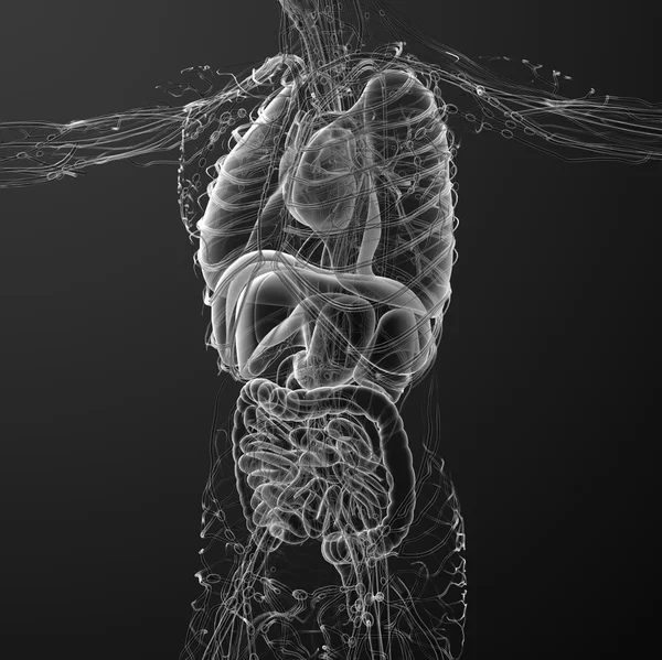 3d renderizar médico 3d ilustração do corpo humano — Fotografia de Stock