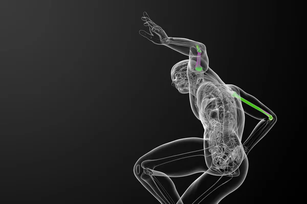 3D render medische 3d illustratie van het opperarmbeen bot — Stockfoto