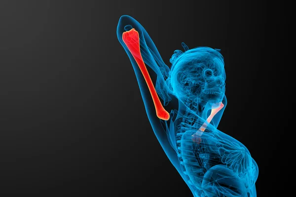 3d render medical 3d illustration of the humerus bone — Stock Photo, Image