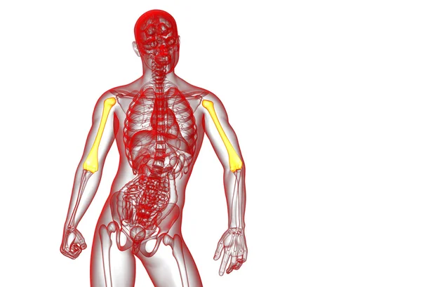 3D vykreslení lékařské 3d ilustrace pažní kosti — Stock fotografie