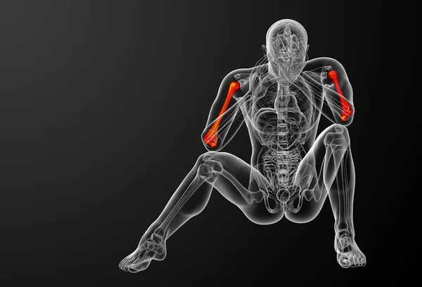 3d face ilustrație medicală 3d a osului humerus — Fotografie, imagine de stoc