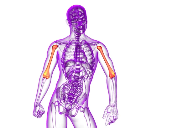 3d renderizar médico 3d ilustración del hueso húmero — Foto de Stock