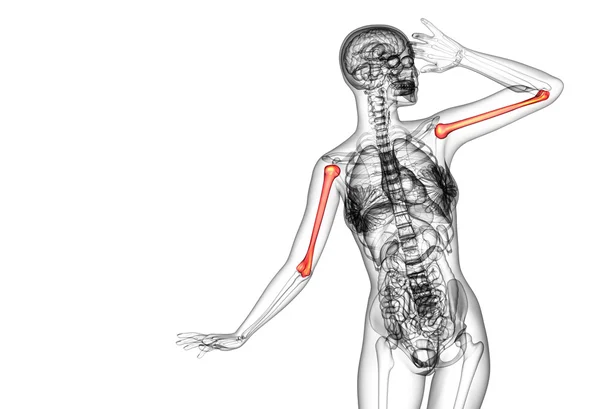 3d renderizar médico 3d ilustração do úmero osso — Fotografia de Stock