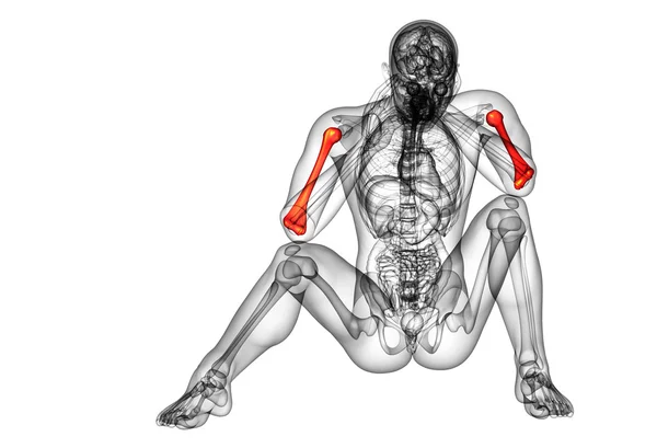 3d візуалізація медичної 3d ілюстрації кістки плечової кістки — стокове фото
