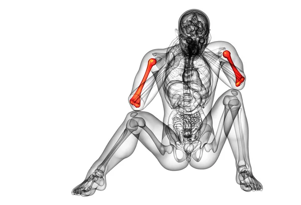 3D καθιστούν ιατρική 3d απεικόνιση του βραχιονίου οστού — Φωτογραφία Αρχείου