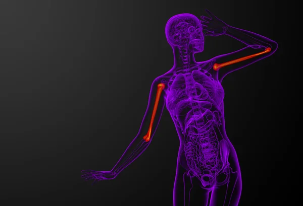 3d 渲染肱骨骨医学三维图 — 图库照片