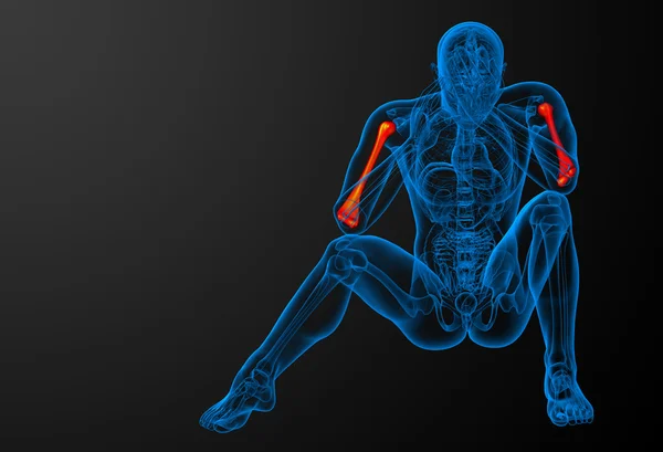 3D-Darstellung medizinischer 3D-Darstellung des Oberarmknochens — Stockfoto
