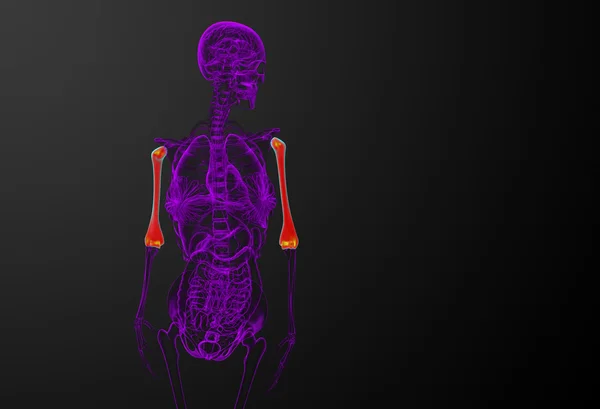 3d rendre l'illustration médicale 3d de l'os humérus — Photo