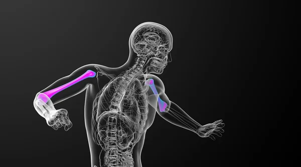 3d render medis 3d ilustrasi tulang humerus — Stok Foto