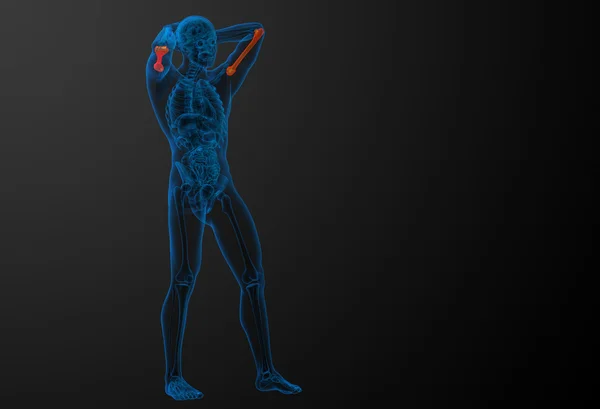 3d renderizar médico 3d ilustração do úmero osso — Fotografia de Stock