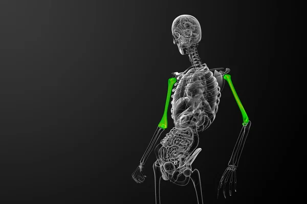 3d 渲染肱骨骨医学三维图 — 图库照片