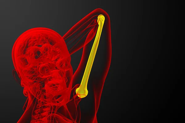 3D render medyczne 3d ilustracja kości ramiennej — Zdjęcie stockowe