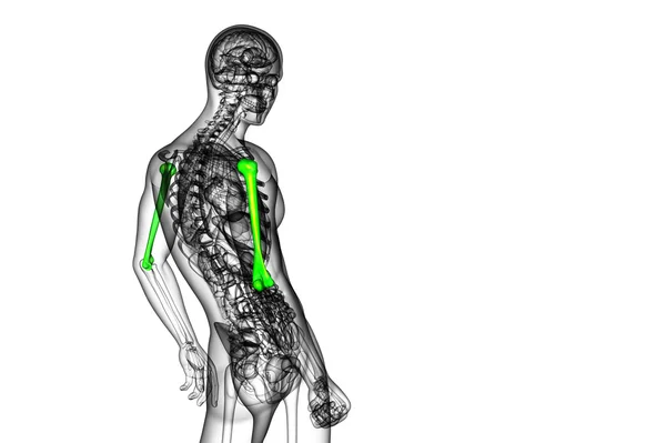 3D render orvosi 3d illusztrációja a felkarcsont csont — Stock Fotó