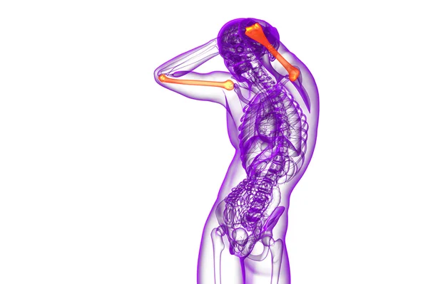 3D-Darstellung medizinischer 3D-Darstellung des Oberarmknochens — Stockfoto