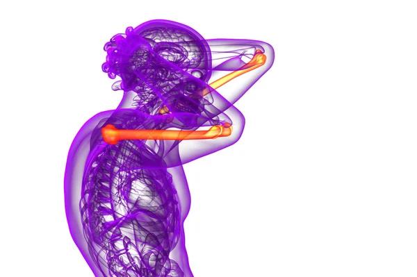 3d візуалізація медичної 3d ілюстрації кістки плечової кістки — стокове фото